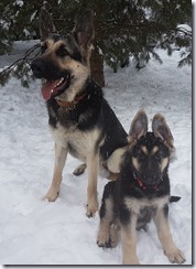 dogs